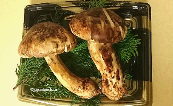 Японское дорогое лакомство — грибы мацутакэ